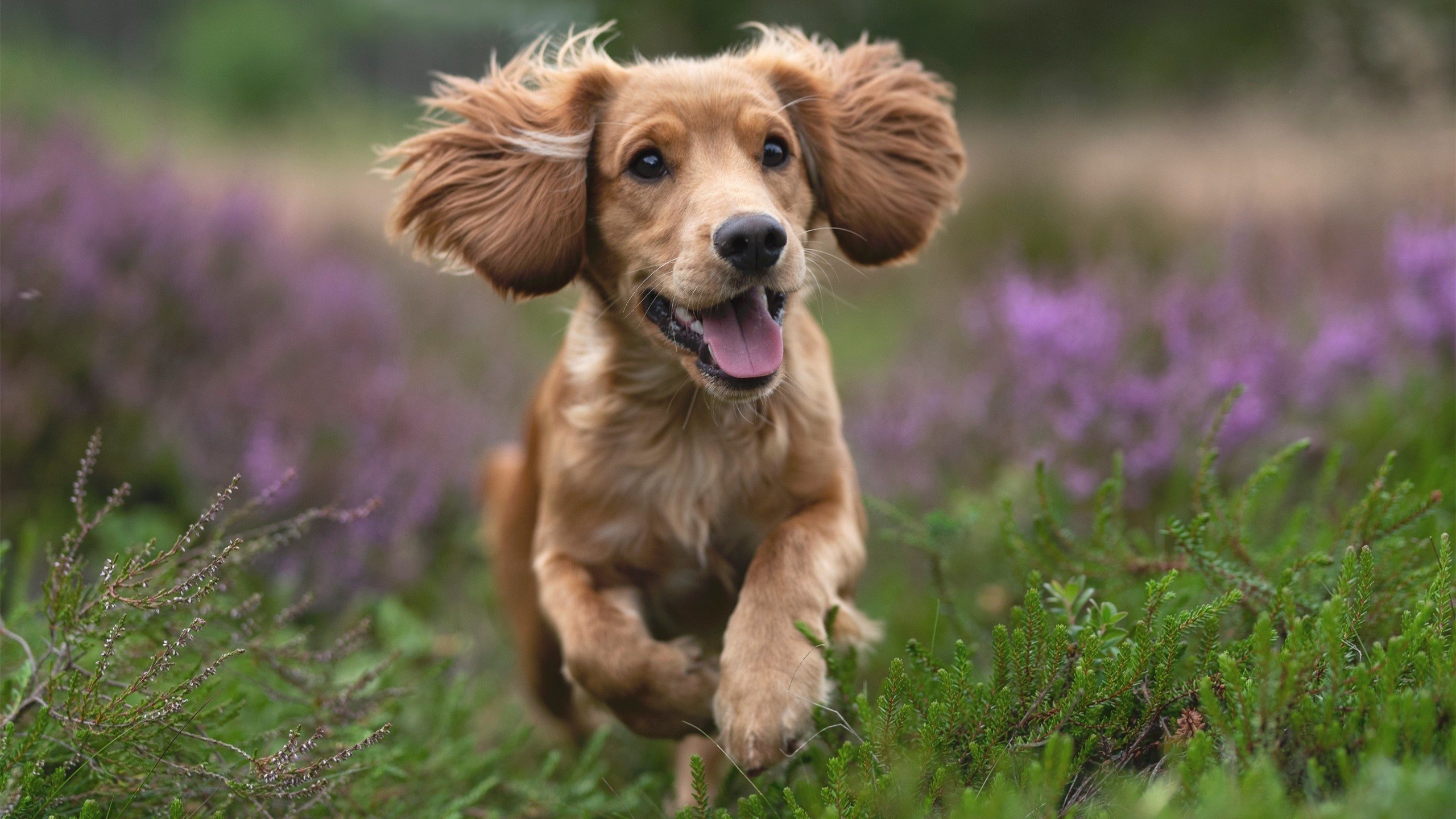 “法甲战火升级，豪门强敌鏖战到底”，法甲的豪门