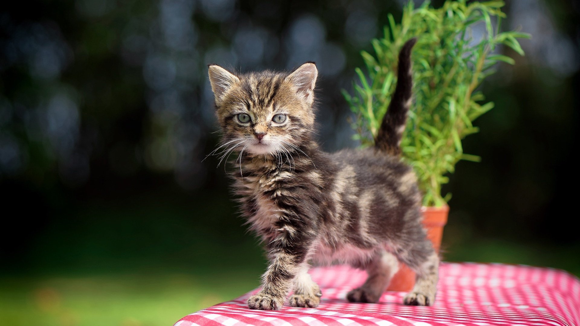 “英超争冠白热化，排名渐趋明朗”，英超 whu